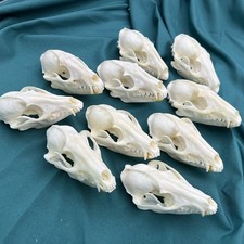 Real Raccoon Skull, Taxidermy