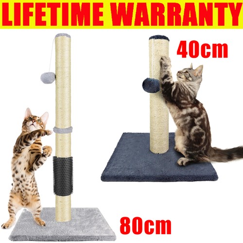 80cm tall large cat - large,