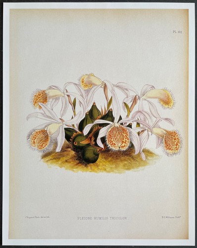Botany orchids pleione humilis - orchids,
