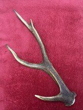 SIKA DEER ANTLER 176g