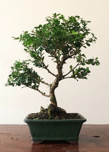 Box bonsai tree buxus - -,