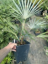 Trachycarpus fortunei X