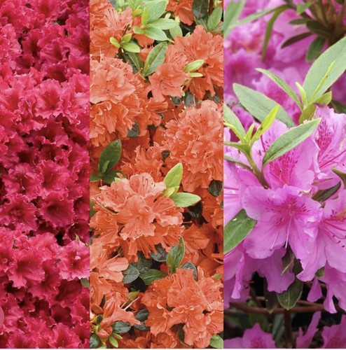 Azalea includes 1 geisha - x,
