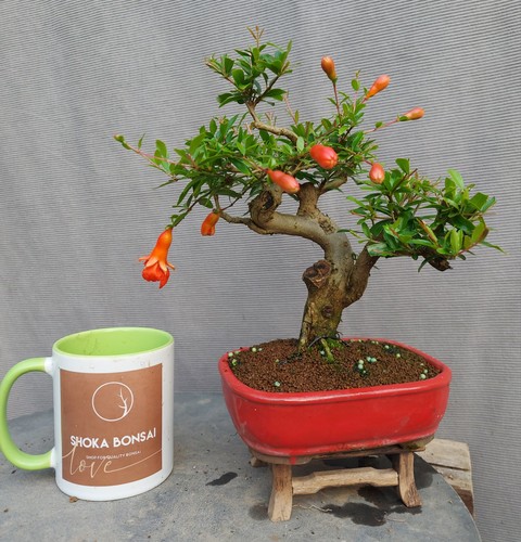 Shohin sized dwarf pomegranate - sized,
