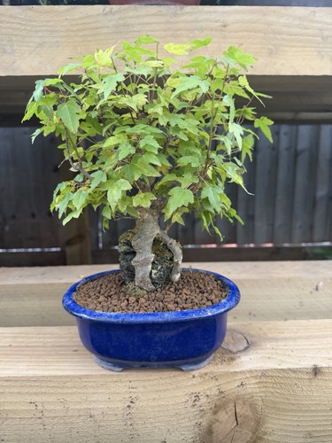 Acer bonsai tree - acer,