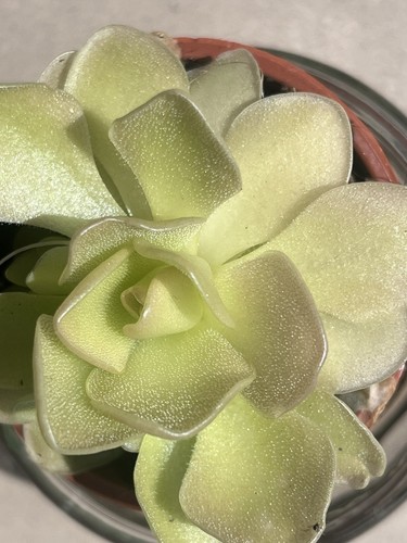 Pinguicula esseriana - pinguicula,