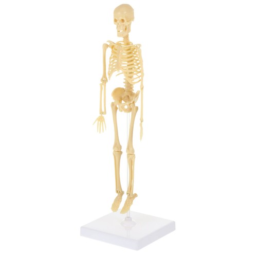 Assembly human skeleton - human, model