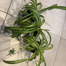 3 x Spider Plant Chlorophytum