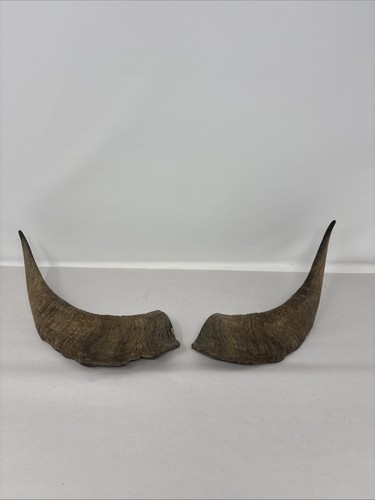 Pair ram horns - pair,