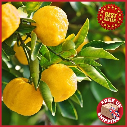 Japanese tree 2ft yuzu - japanese,