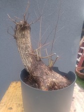 English Elm Bonsai Tree