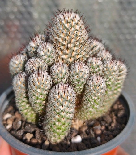 Mammillaria perezdelarosae - mammillaria, v
