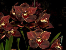 Cymbidium Scarlet Beauty ‘After Dark’ orchid plant
