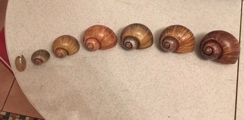 Apple snail shell - snail, 1
