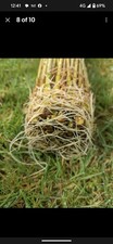 Green hybrid willow cuttings - green,