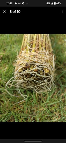 Green hybrid willow - hybrid,