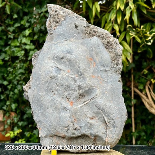 Rare triassic fossil bed - fossil,