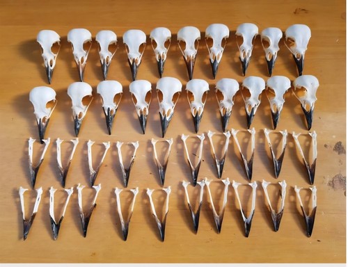 Magpie skulls pica - pica,