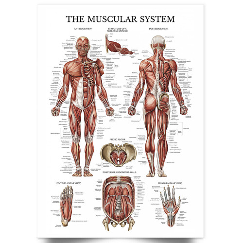 Human anatomy poster - human,