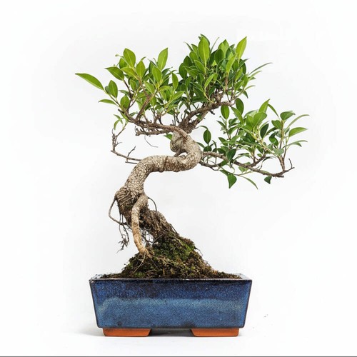 Ficus microcarpa - ficus,