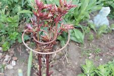 10 no. spiral plant supports