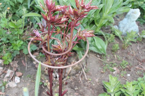 Spiral plant supports - 3,