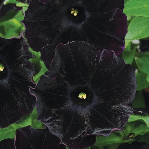 Black petunia seeds for - petunia,