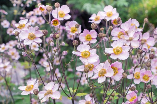 Anemone hupehensis japanese - anemone, 'japanese