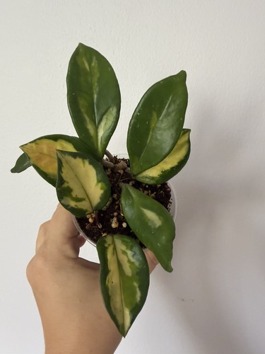 Hoya carnosa tricolour - hoya,