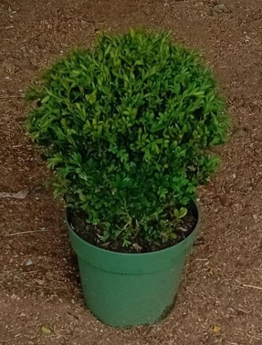 Buxus sempervirens common - sempervirens, (common