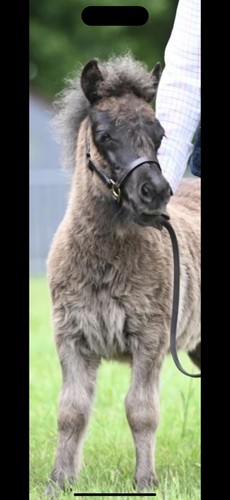 Mini shetland leather
