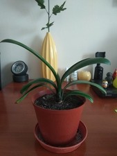 Clivia- A beautiful house plant in 13cm pot 1