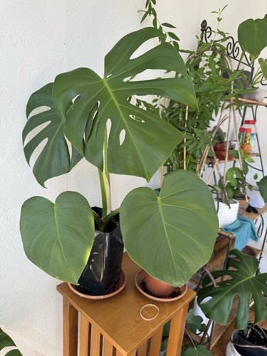 Monstera deliciosa swiss - monstera,
