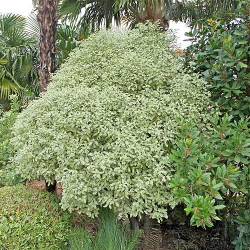 Pittosporum tenuifolium - pittosporum,