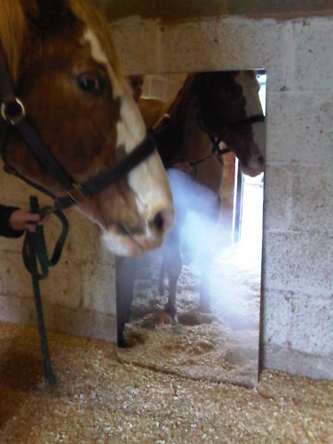 Horse equestrian stable - horse, mirror