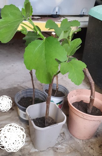 Organic fig tree cutting - organic, well
