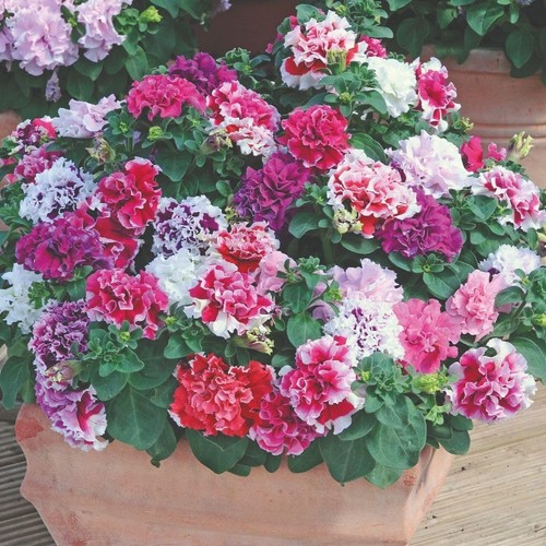 Petunia orchid flowered - petunia,