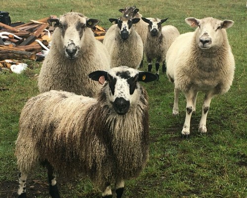 Soft washed fleece - ,