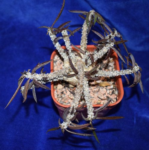 Uniqe euphorbia cylindrifolia - uniqe,