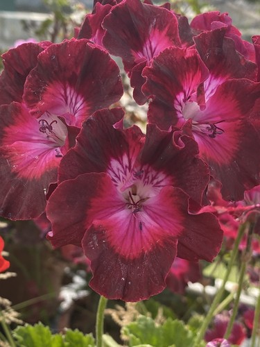Very rare pelargonium geranium - very,