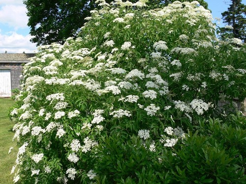 Sambucus nigra pot - nigra,