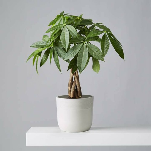 Pachira aquatica money tree - pachira,