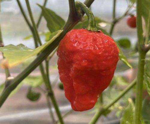 Super hot naga - super,
