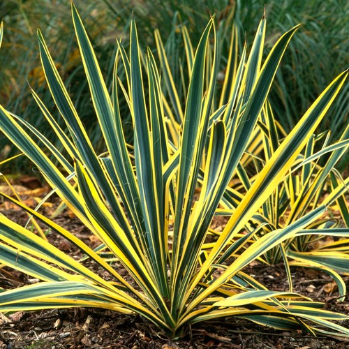 Yucca bright edge - yucca,