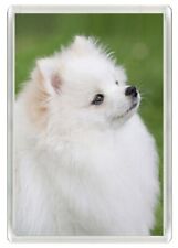 POMERANIAN CHARMING WHITE DOG