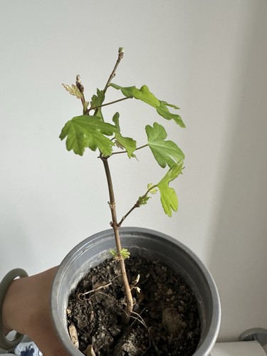 English acer bonsai - acer,