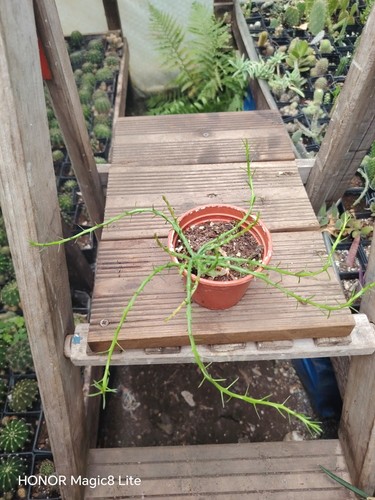 Euphorbia flanaganii meduza - euphorbia,