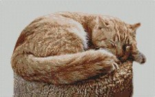 Ginger Cat Kitten Sleeping