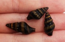 Assassin Snail x 3, Puffer