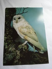 MOUNTED TAXIDERMY BARN OWL -